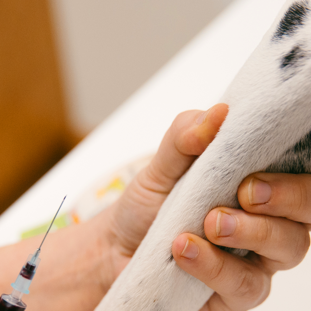 Servicios de Clínica Veterinaria Alborada