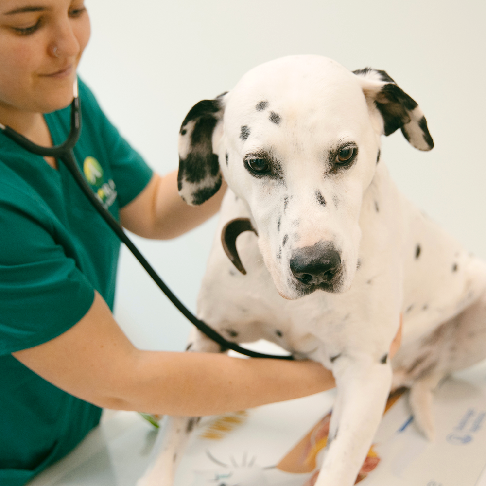Servicios de Clínica Veterinaria Alborada