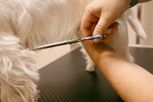 serv_peluqueria_01 Servicios de Clínica Veterinaria Alborada