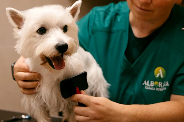 serv_peluqueria_02 Servicios de Clínica Veterinaria Alborada