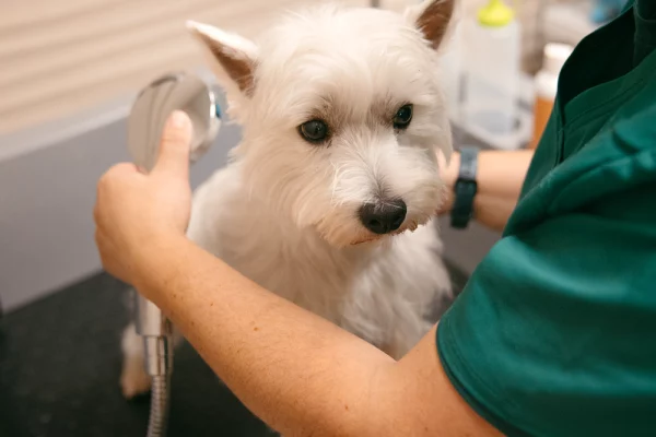 serv_peluqueria_03 Servicios de Clínica Veterinaria Alborada