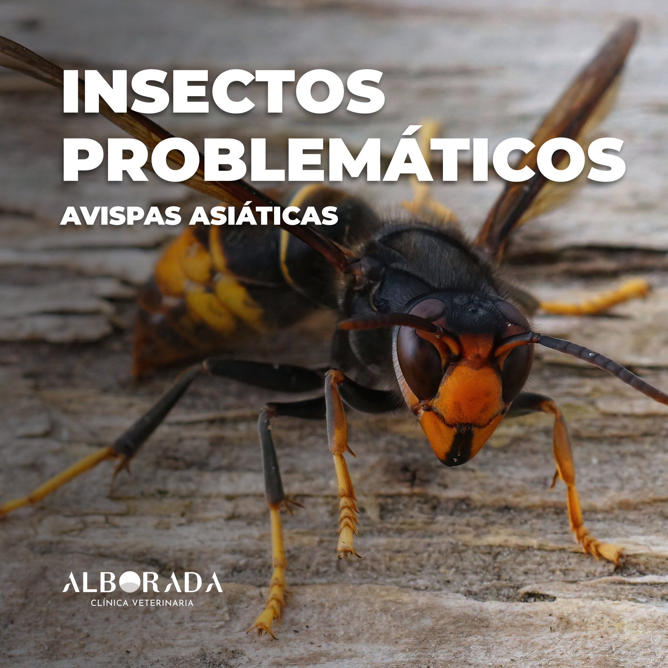 Avispas Asiáticas