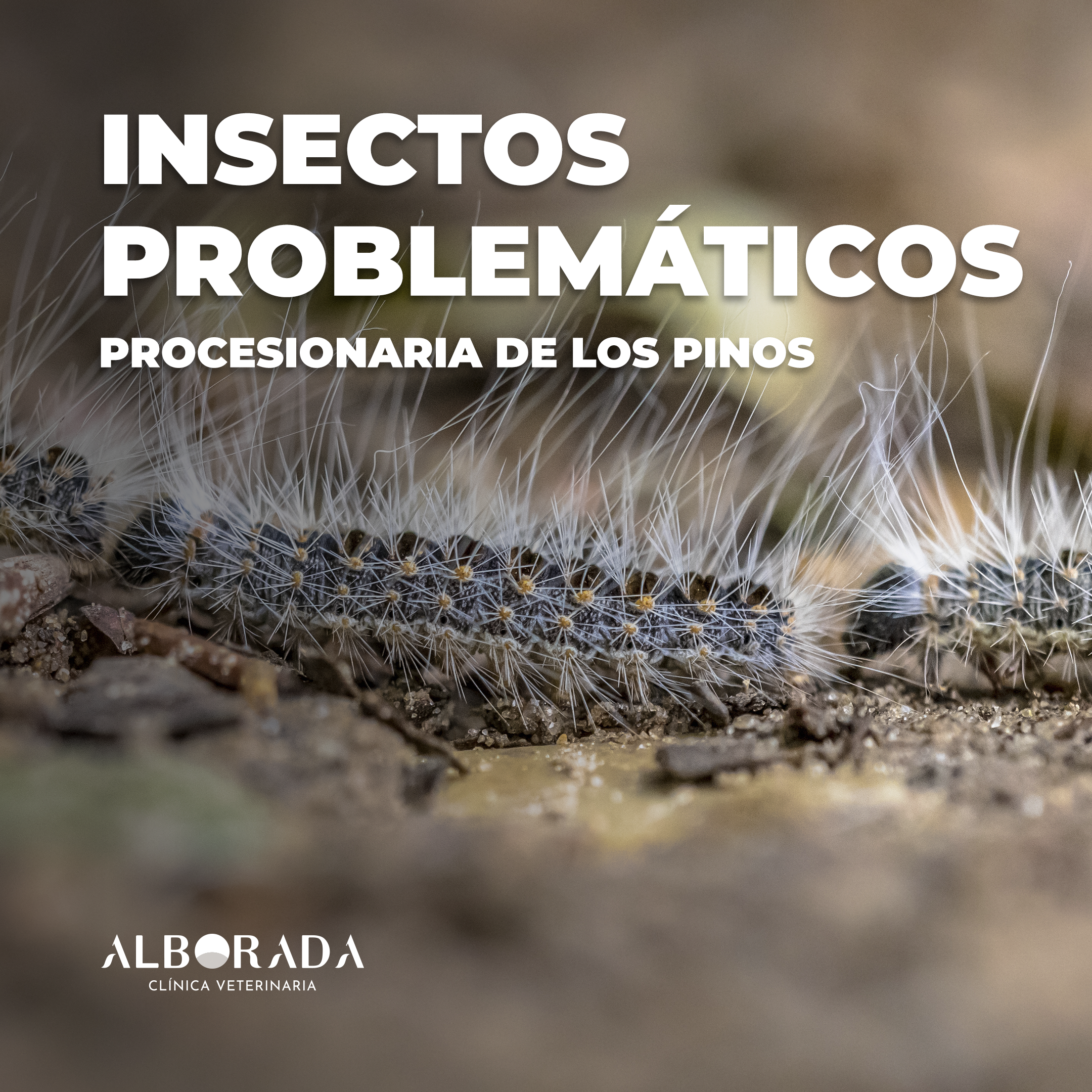 Procesionaria de los pinos