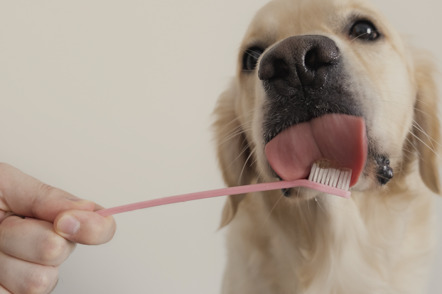 Limpieza dental para perros