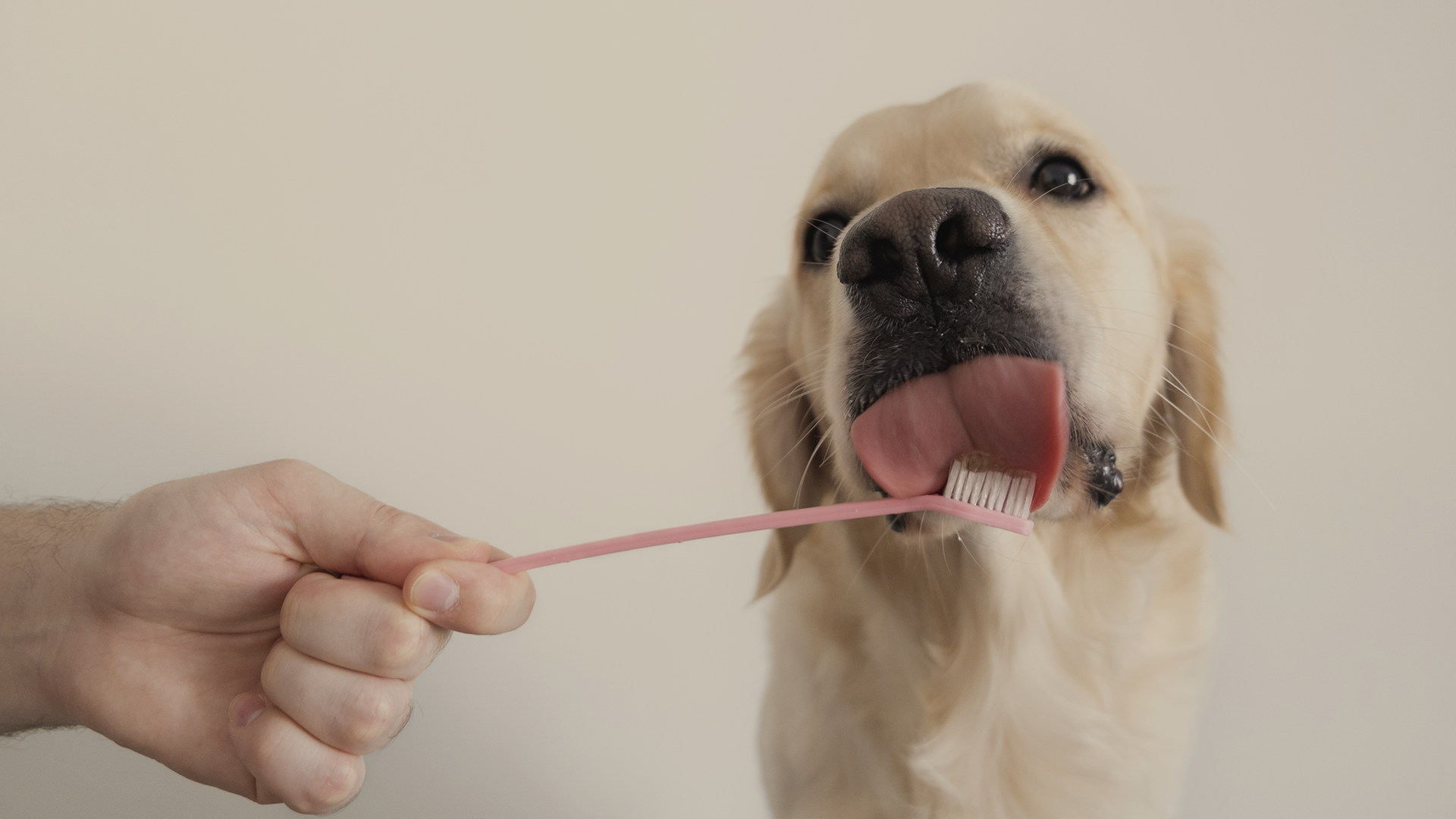 Limpieza dental para tus mascotas