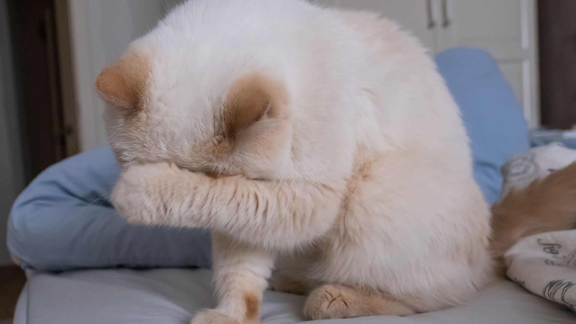 ¿Tu mascota tiene picores, heridas o pérdida de pelo? ¡Atención a su piel!