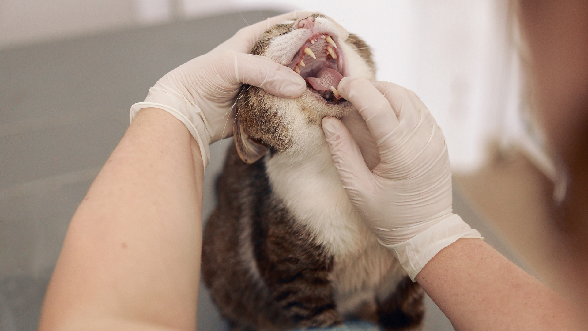 Cuida la salud dental de tu mascota todo el año