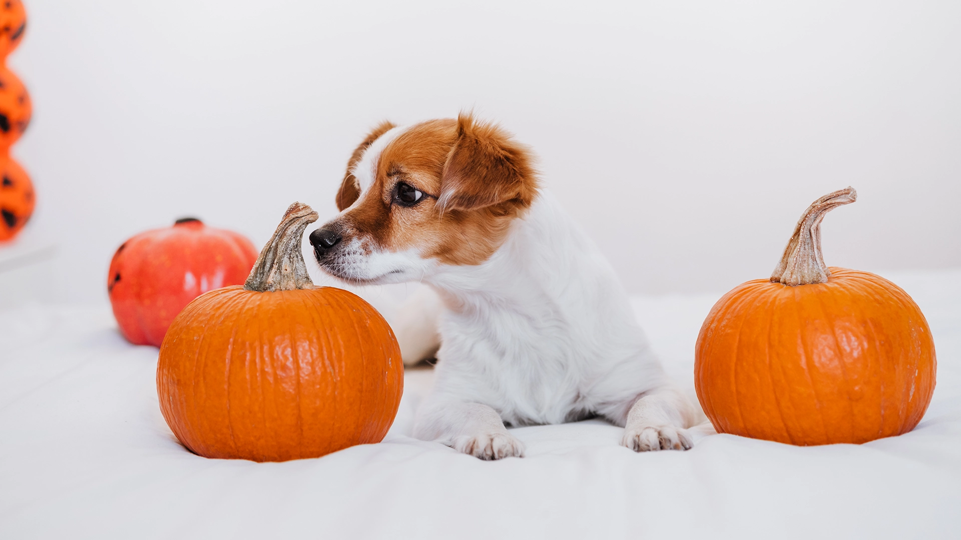 Halloween pet-friendly: consejos para proteger a tu mascota en esta noche tan especial