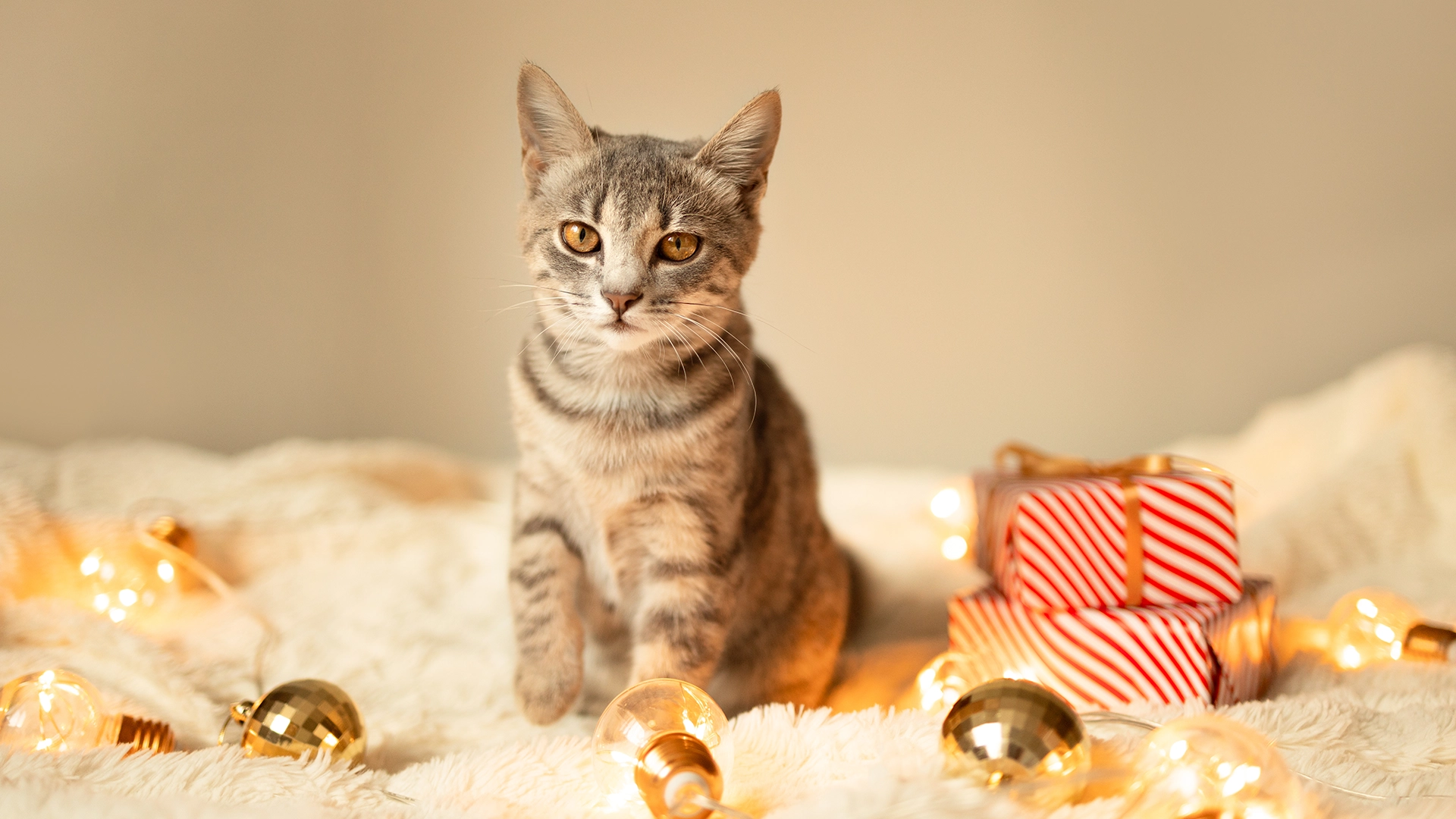 ¡Tu mascota también ilumina nuestra Navidad!