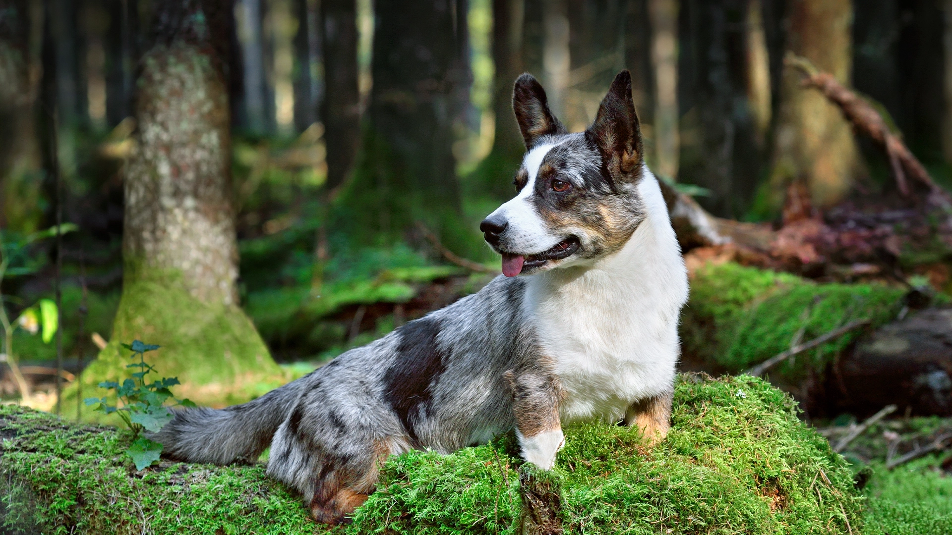 En otoño también hay parásitos: no bajes la guardia