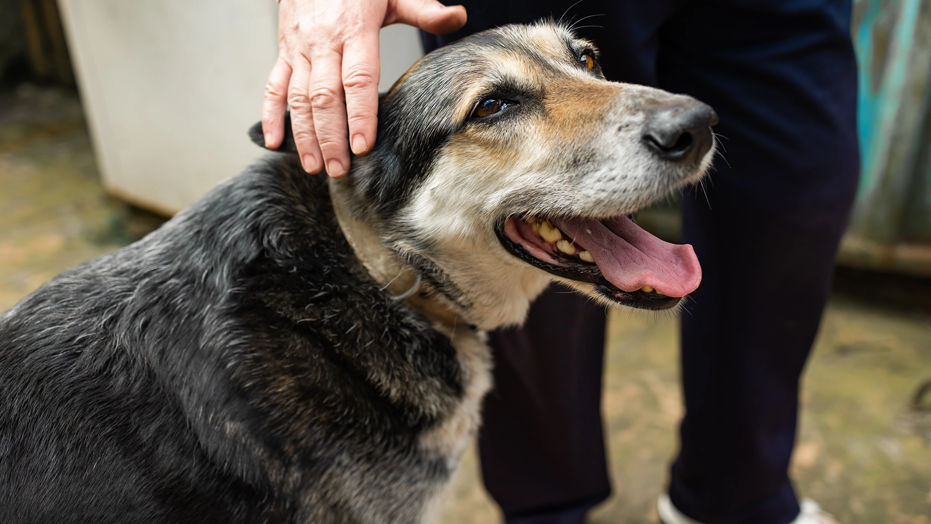 Noviembre, mes de los mayores: cuida a tu mascota senior