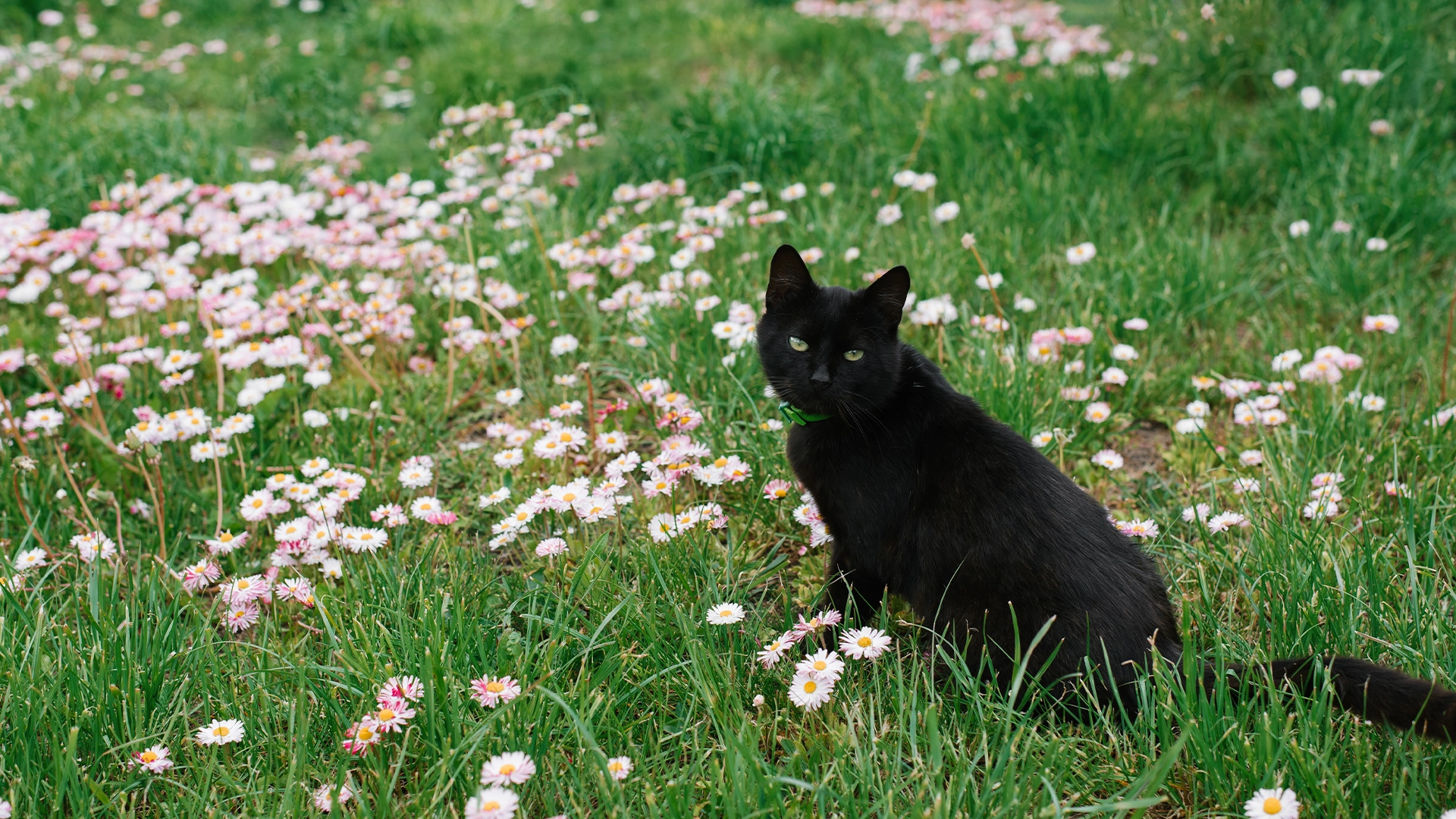 Gatos negros: belleza, misterio y muchos mitos