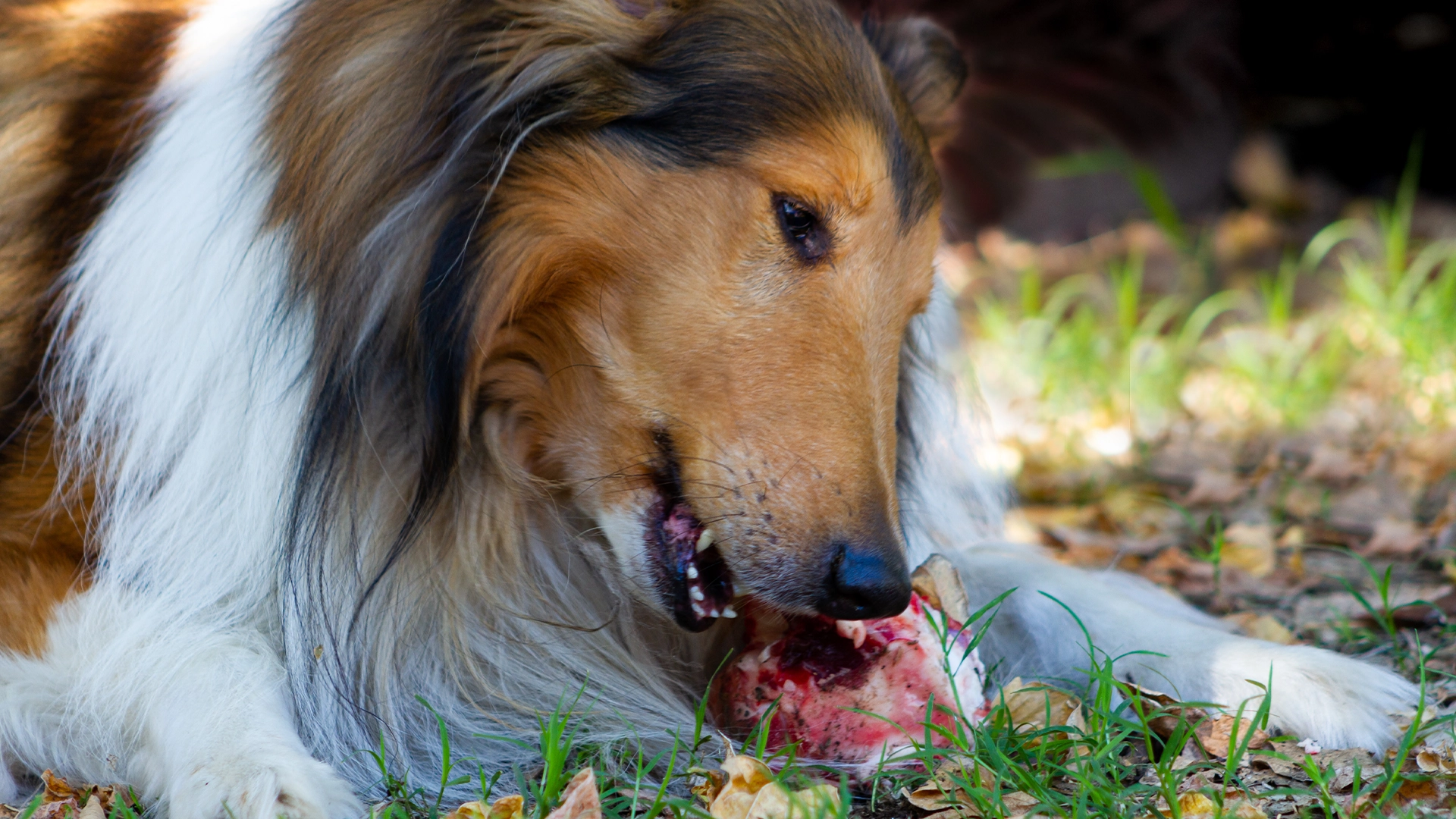 Cuidado con las matanzas: Un peligro real para tu perro